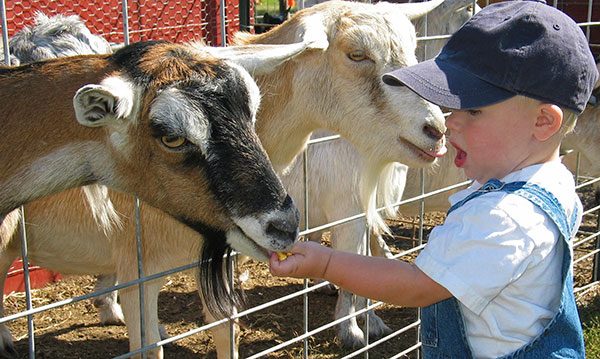 Little boy feeding goats